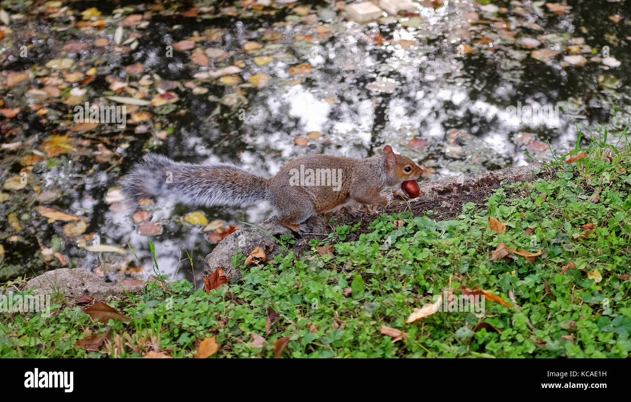 Oxford, UK. 3. Okt, 2017. Ein graues Eichhörnchen läuft mit einem Conker im Maul bei warmem Herbstwetter in Oxford heute: Simon dack/alamy leben Nachrichten Stockfoto