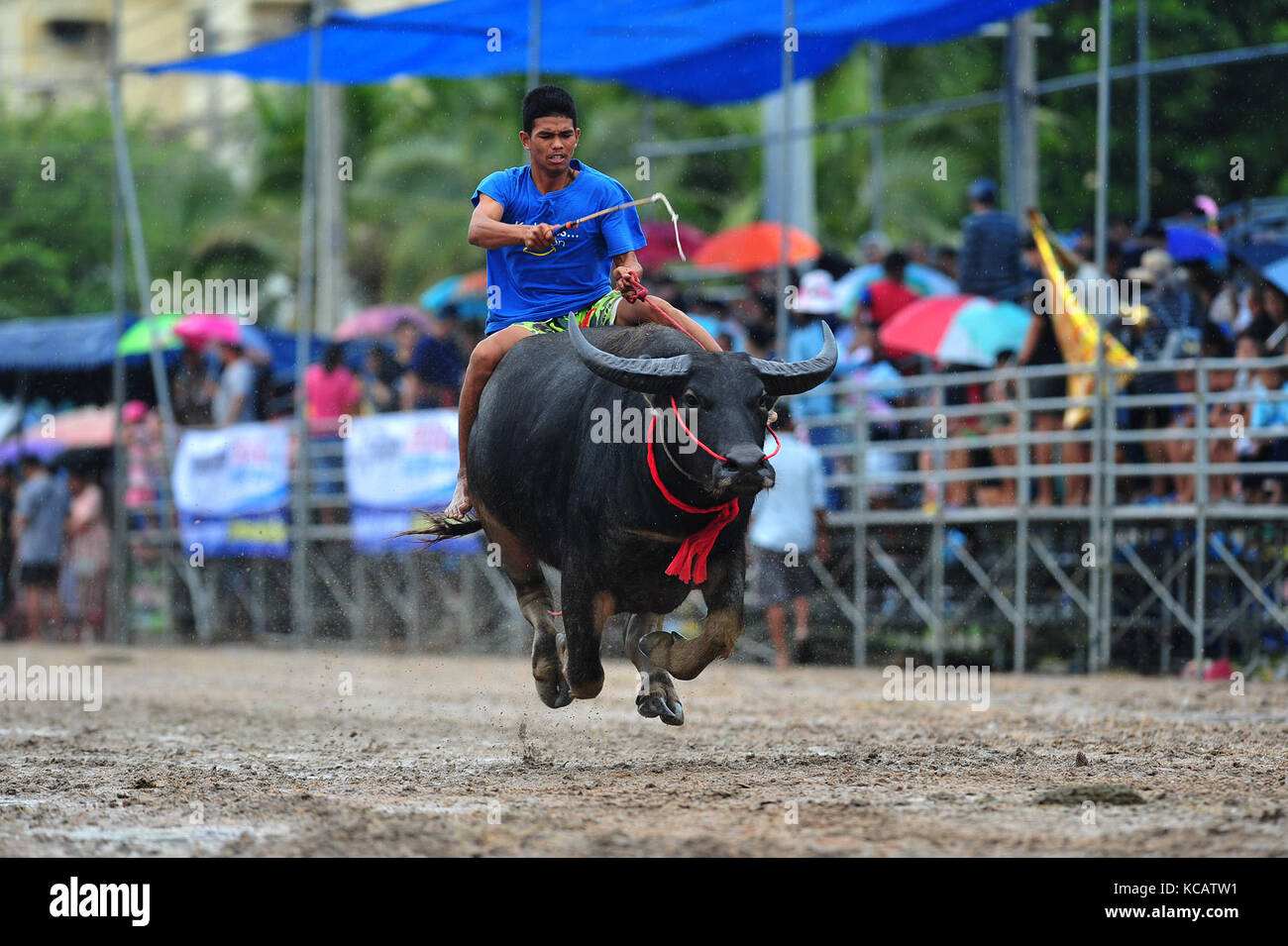 Chonburi, Thailand. 4. Oktober 2017. Eine Racer konkurriert während einer jährlichen Buffalo racing in Chonburi, Thailand. Credit: Rachen sageamsak/Xinhua/alamy leben Nachrichten Stockfoto