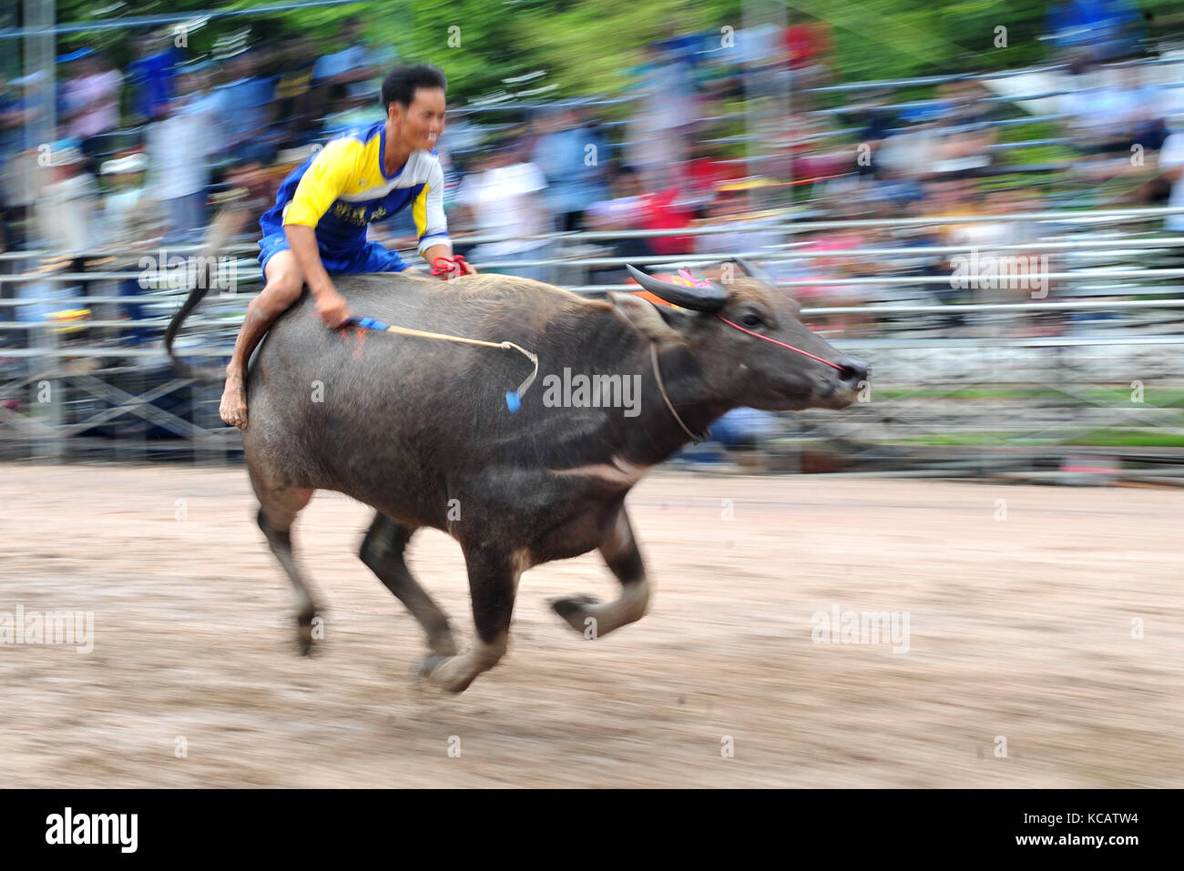 Chonburi, Thailand. 4. Oktober 2017. Eine Racer konkurriert während einer jährlichen Buffalo racing in Chonburi, Thailand. Credit: Rachen sageamsak/Xinhua/alamy leben Nachrichten Stockfoto