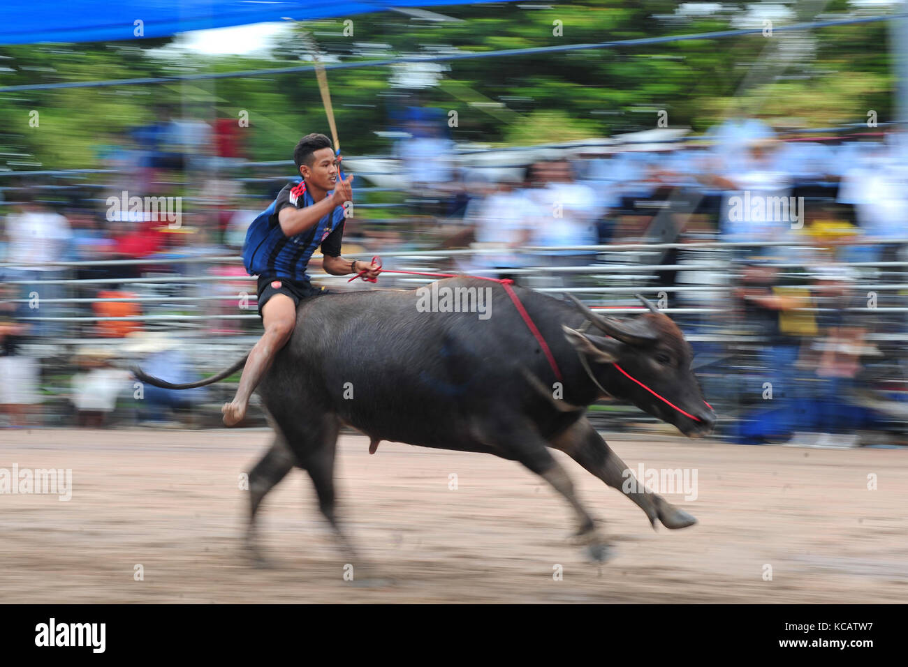 Chonburi, Thailand. 4. Oktober 2017. Eine Racer konkurriert während einer jährlichen Buffalo racing in Chonburi, Thailand. Credit: Rachen sageamsak/Xinhua/alamy leben Nachrichten Stockfoto