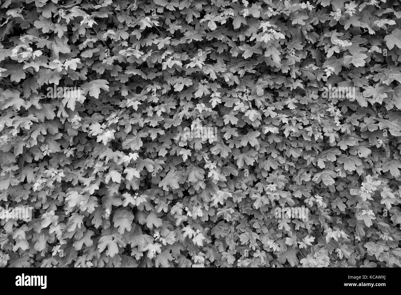 Frühling Natur, Wand mit frischem Efeu Blätter überwuchert. natural Hedge Zaun im Garten. schwarz-weiß Foto. Stockfoto