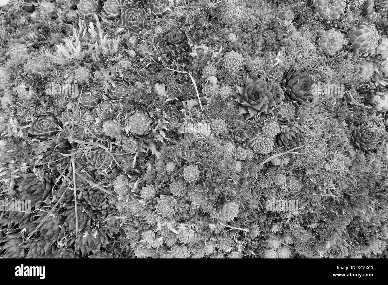 Frische bunte Miniatur sukkulenten Pflanzen auf dem Boden Stockfoto