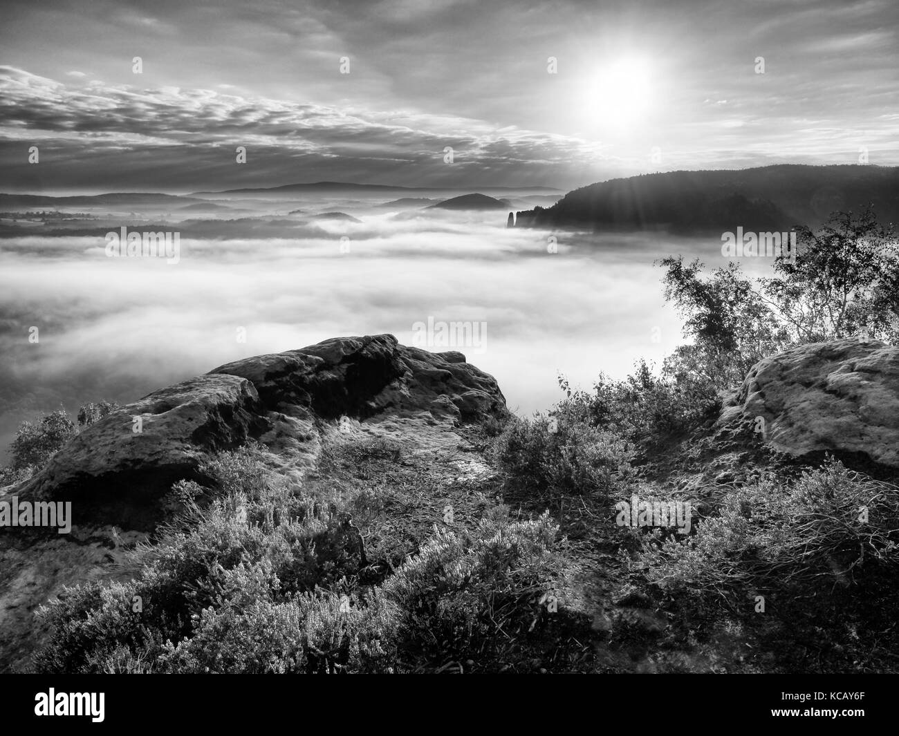 Rosa rot blühenden Heidekraut Bush auf einer Klippe im Sommer morgen. verträumte Hügellandschaft Abdeckung durch schwere cremige Nebel. Stockfoto