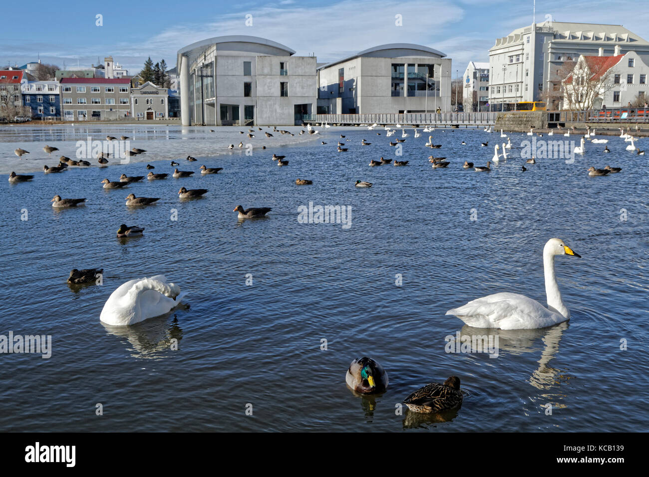 REYKJAVIK, ISLAND, 8. März 2016 : Tjornin (isländisch für 'der Teich') ist ein kleiner See im Stadtzentrum, neben dem Rathaus von Reykjavik. T Stockfoto