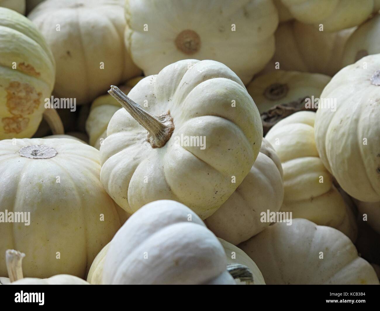 Weiß Baby buh Kürbisse auf Anzeige an ein Bauernmarkt Stockfoto