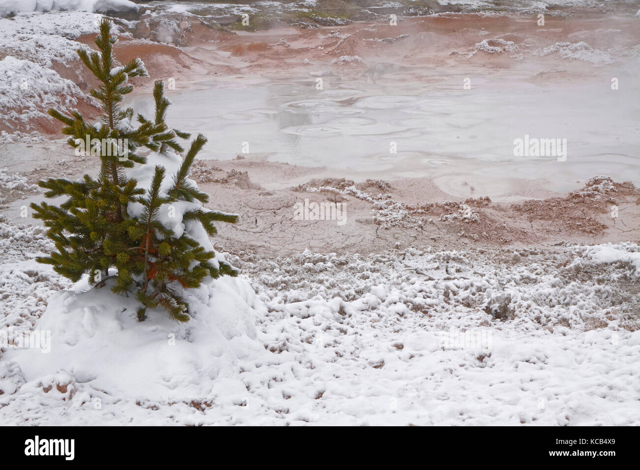 Kleiner Baum in heißen Quellen in Fountain Paint Pot, Yellowstone National Park Stockfoto