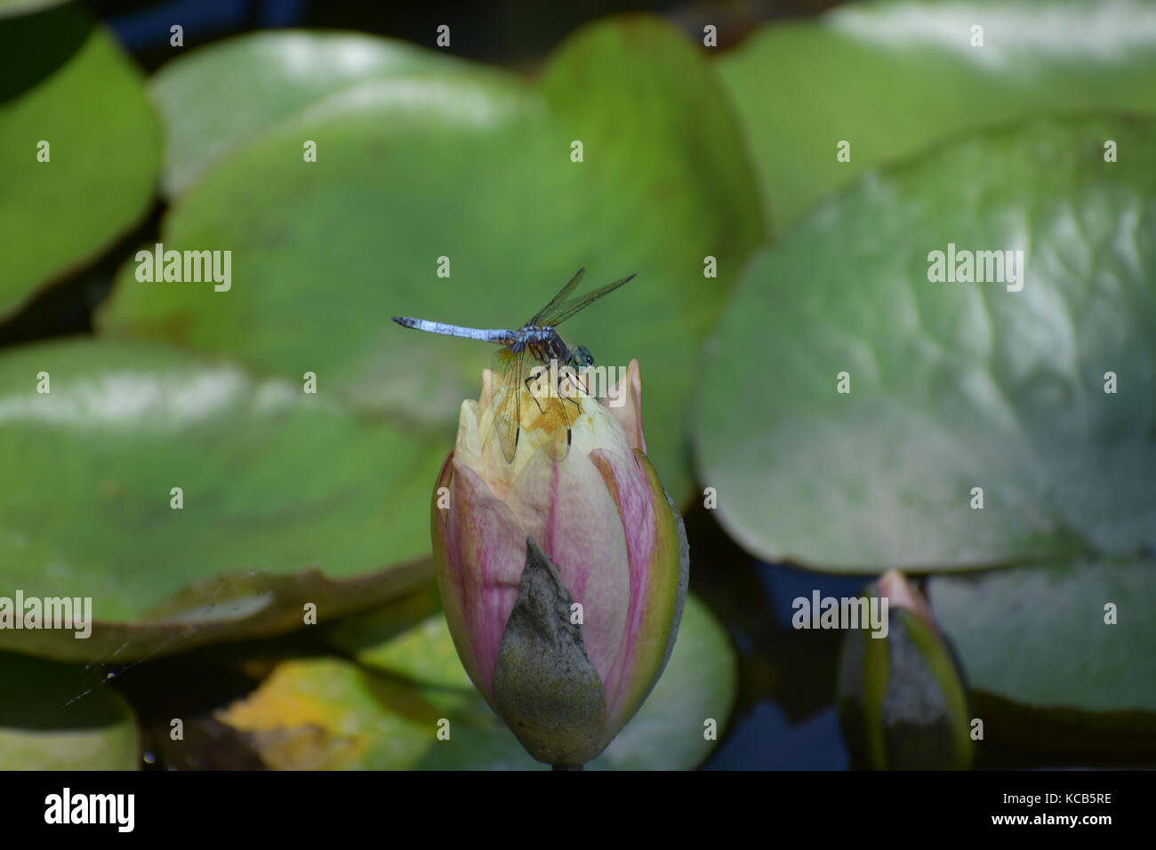 Rosa Gelb Lotus Blume mit Libelle Stockfoto