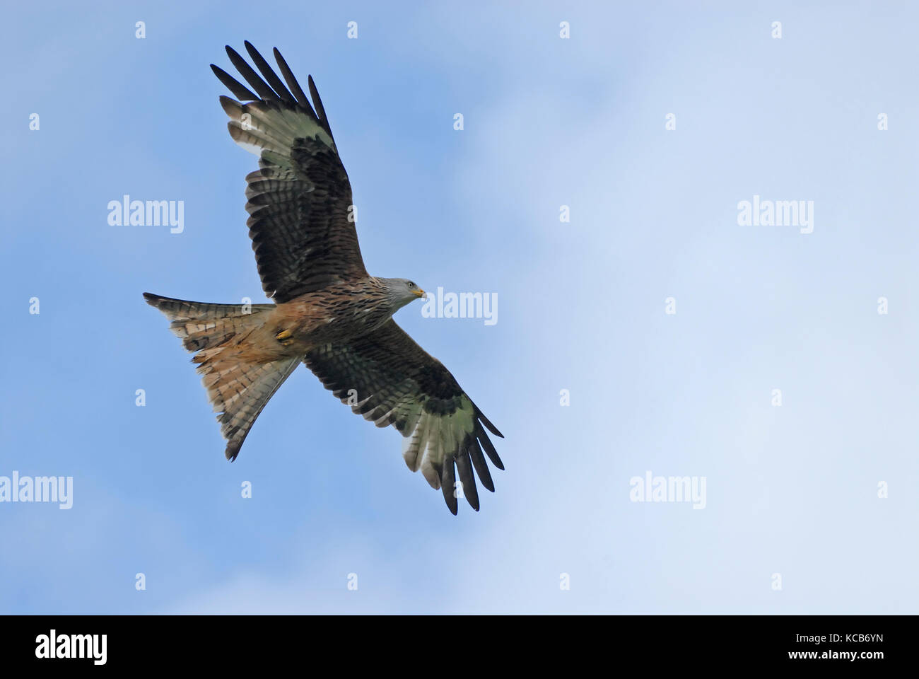 Ein rotmilan (milvus milvus) im Flug Stockfoto