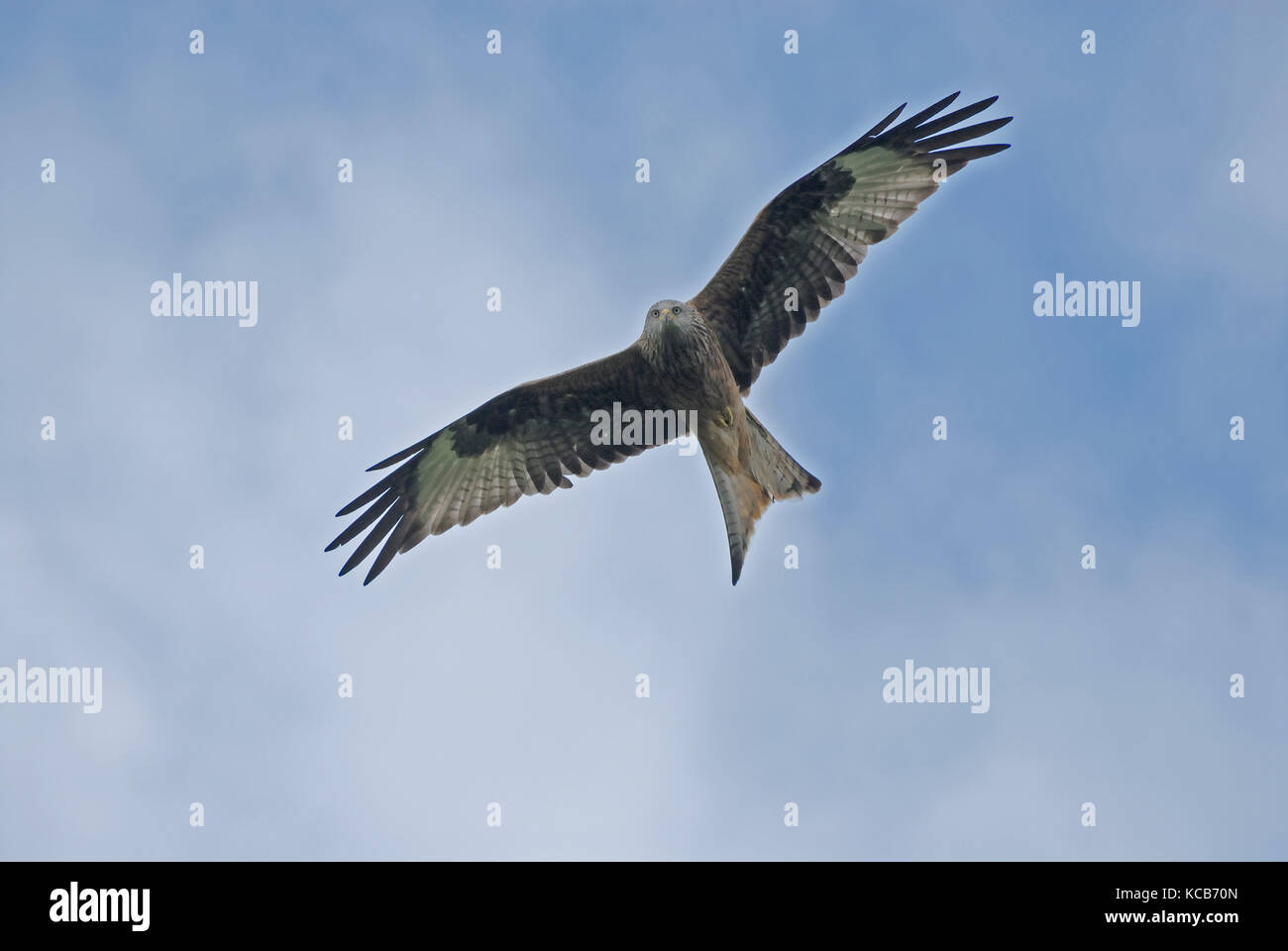 Ein rotmilan (milvus mivus) im Flug Stockfoto