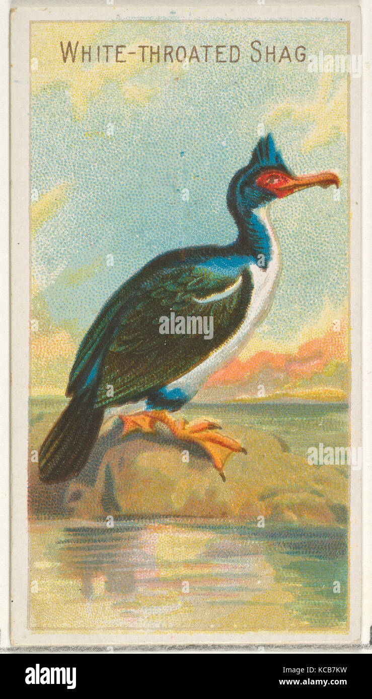 White-Throated Shag, von den Vögeln der Tropen-Serie (N5) für Allen & Ginter Zigaretten Marken, 1889 Stockfoto
