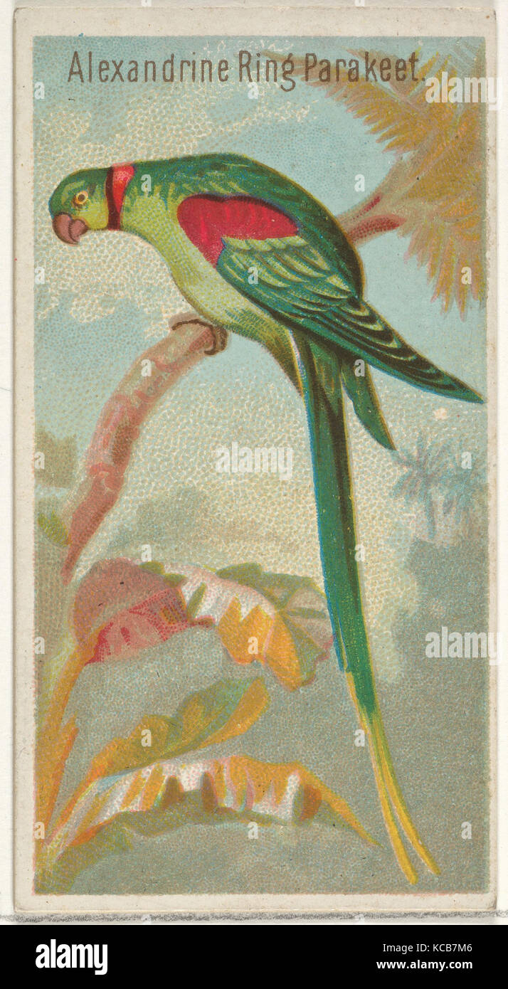 Alexandrine Ring Sittich, von den Vögeln der Tropen-Serie (N5) für Allen & Ginter Zigaretten Marken, 1889 Stockfoto