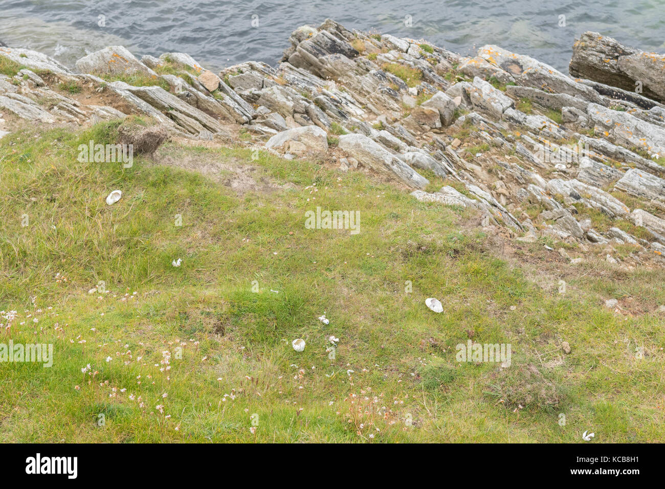 Leere Krabbenschalen entlang der Klippen von Sand von Breckon, Yell, Shetland Inseln, Schottland, Großbritannien verstreut Stockfoto