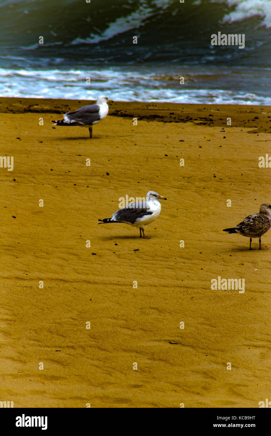 Vogel auf der Suche nach Essen Stockfoto