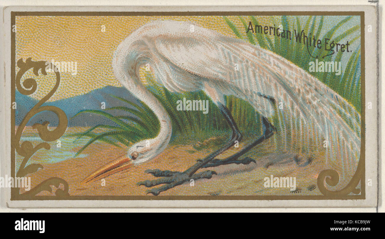 American White Egret, aus dem Spiel Vögel-Serie (N13) für Allen & Ginter Zigaretten Marken, 1889 Stockfoto