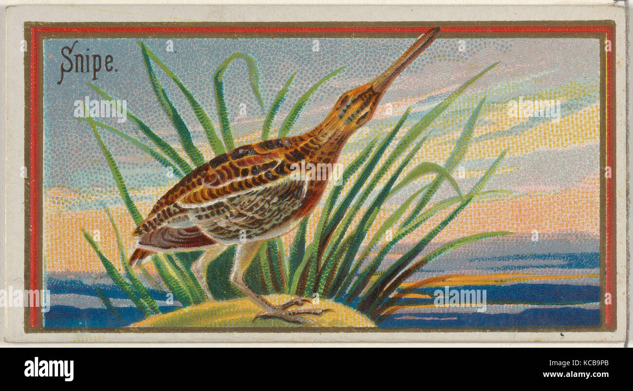 Snipe, aus dem Spiel Vögel-Serie (N13) für Allen & Ginter Zigaretten Marken, 1889 Stockfoto
