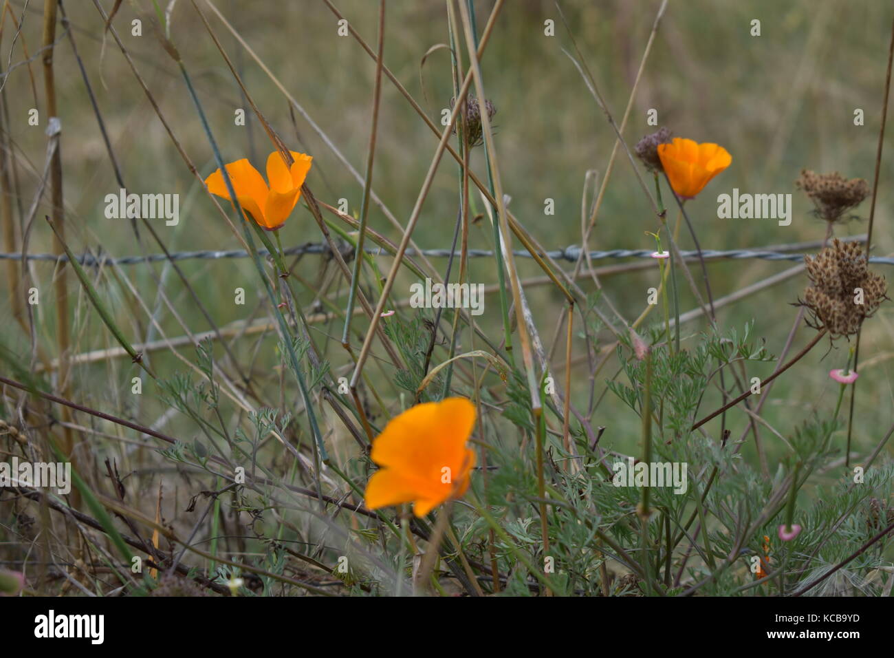 California Poppies Stockfoto