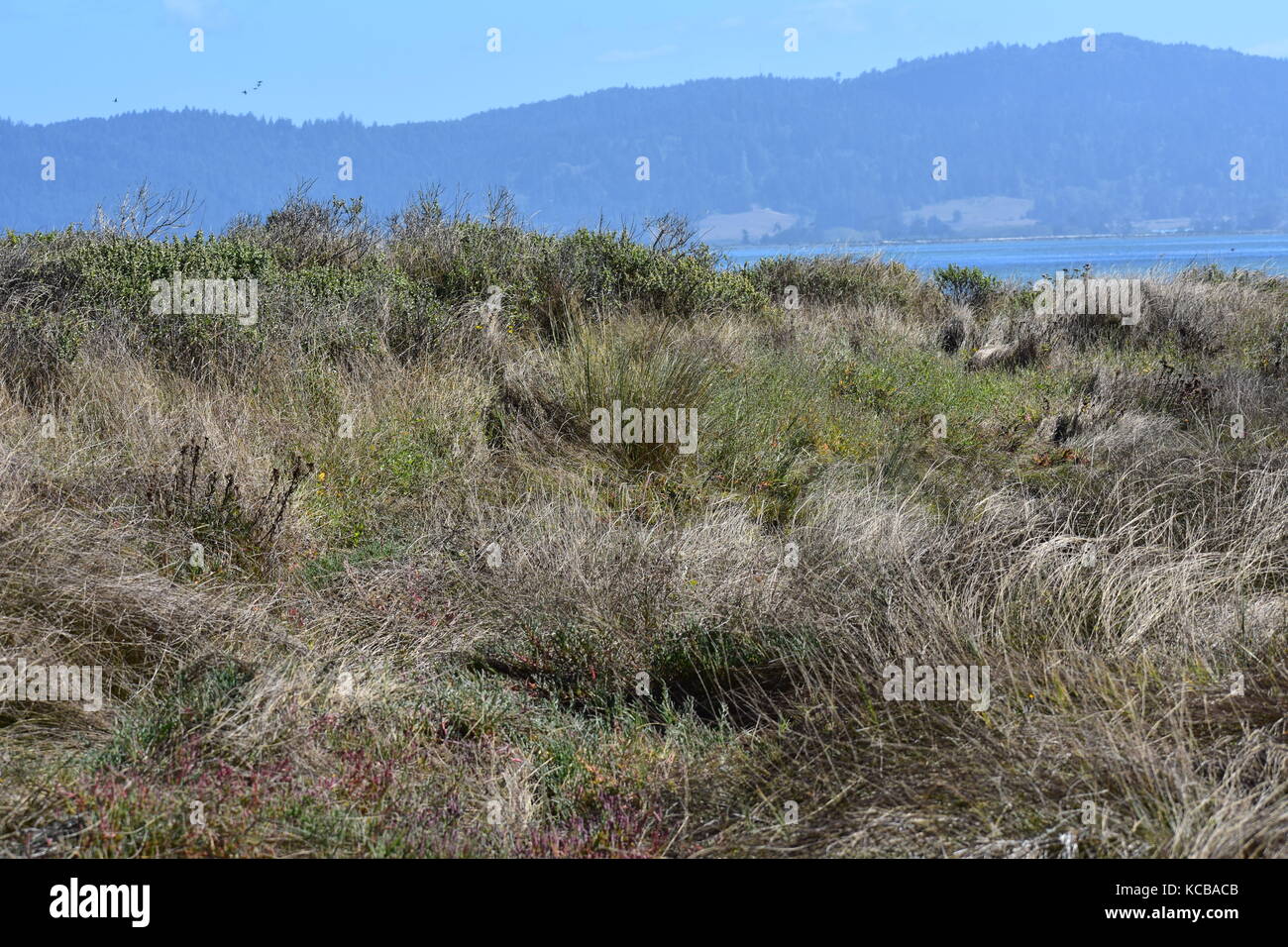 Grasbewachsene Dünen Stockfoto