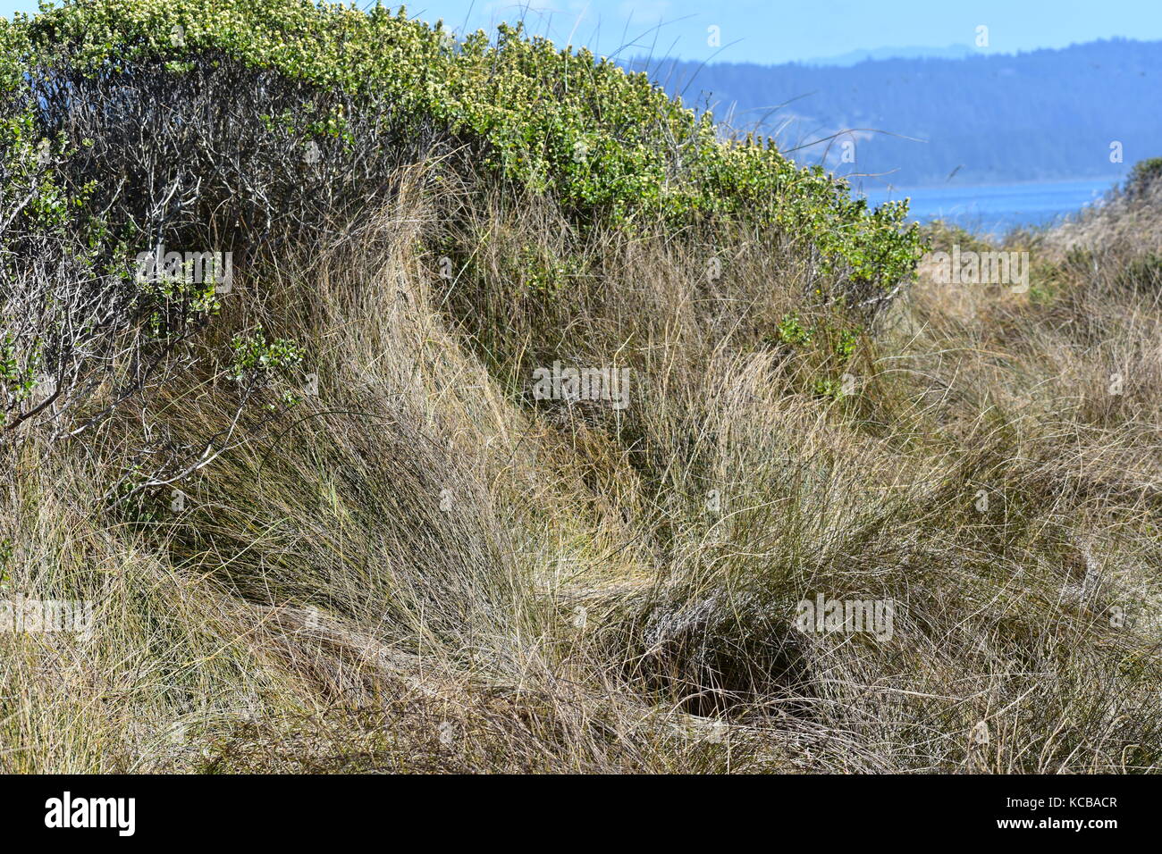 Grasbewachsene Dünen Stockfoto