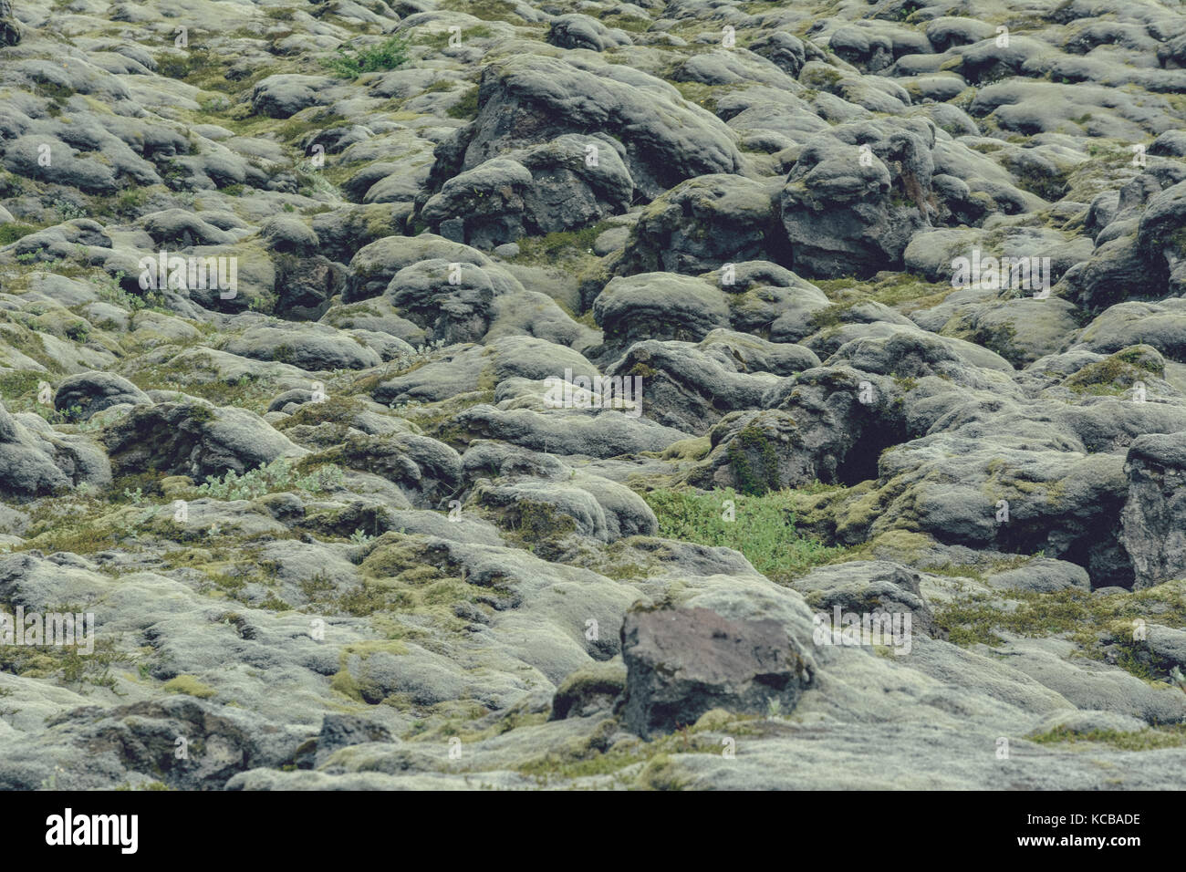 Weichen Teppich von Moos bedeckt Steine in Island, im Sommer, Vintage Effekt bei manchen Getreide Stockfoto