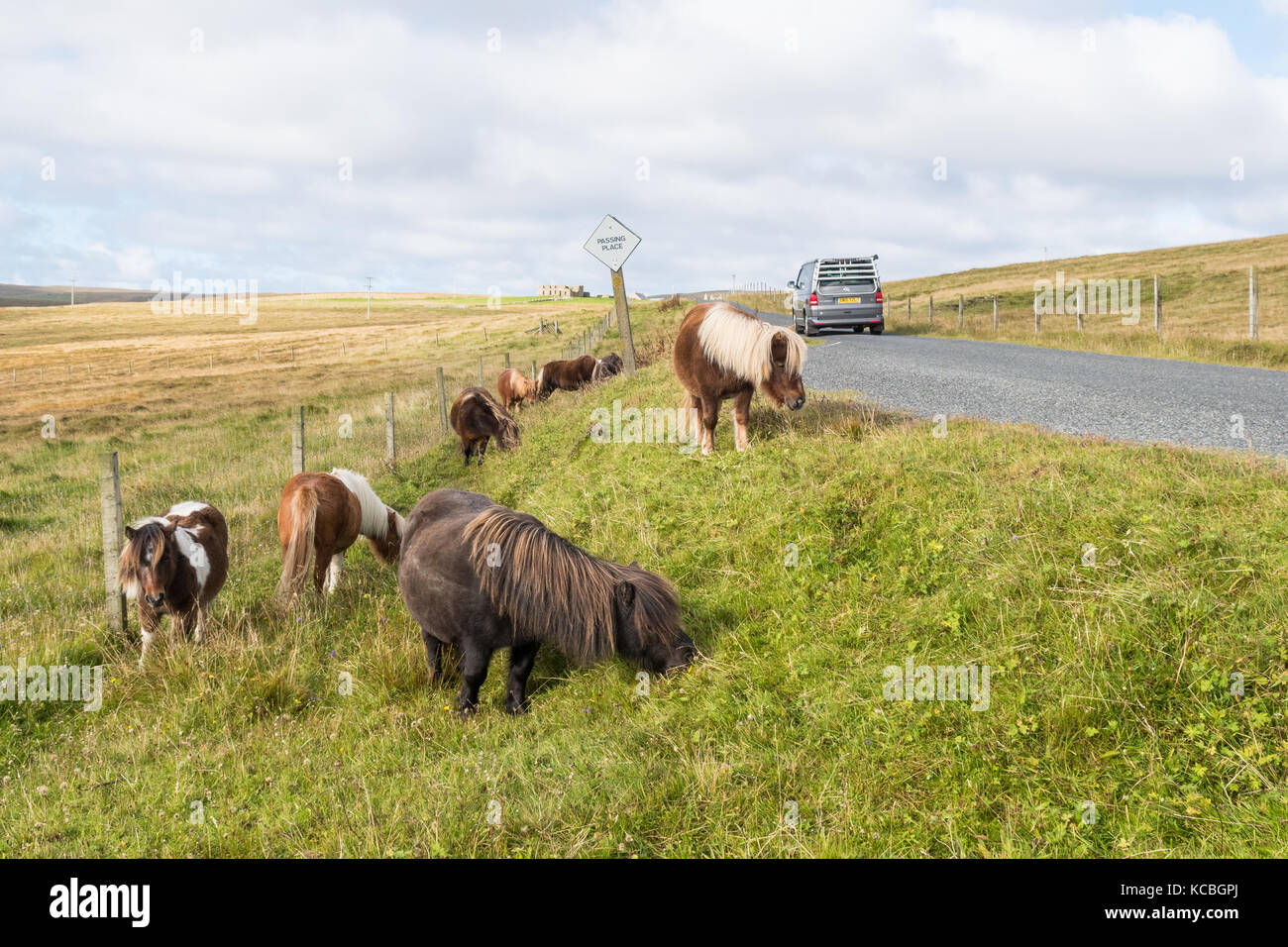 Shetland Ponys essen Gras von der Seite der Straße als Wohnmobil vorbei - Unst, Shetlandinseln, Schottland, Großbritannien Stockfoto