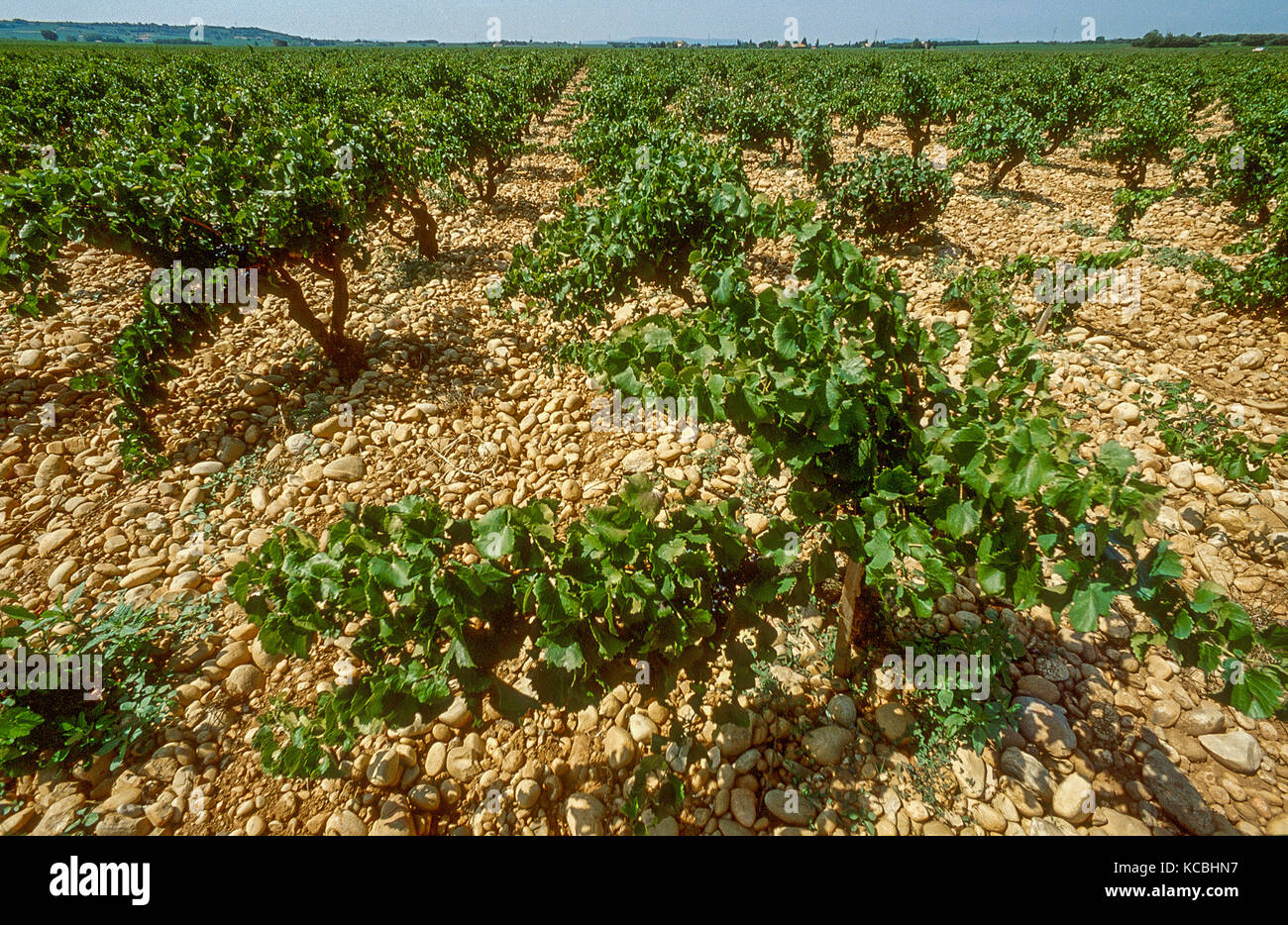 Die Weinberge von Châteauneuf-du-Pape, Rhone, Frankreich Stockfoto