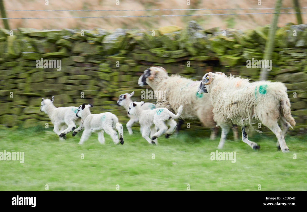 Schafe mit ihren jungen Lämmer in ein grünes Feld im Frühling in der
