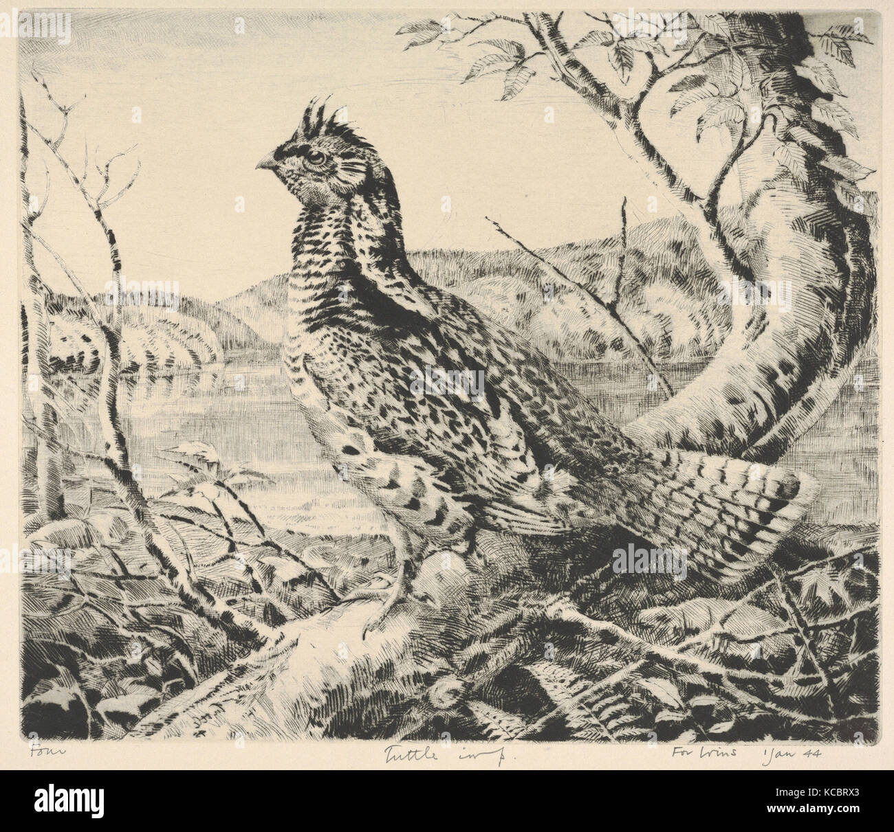 Rüschen Grouse, 1943-44, Drypoint, Platte: 9 1/4 x 10 7/8 in. (23,5 x 27,6 cm), Drucke, Henry Emerson Tuttle (Amerikanische Stockfoto