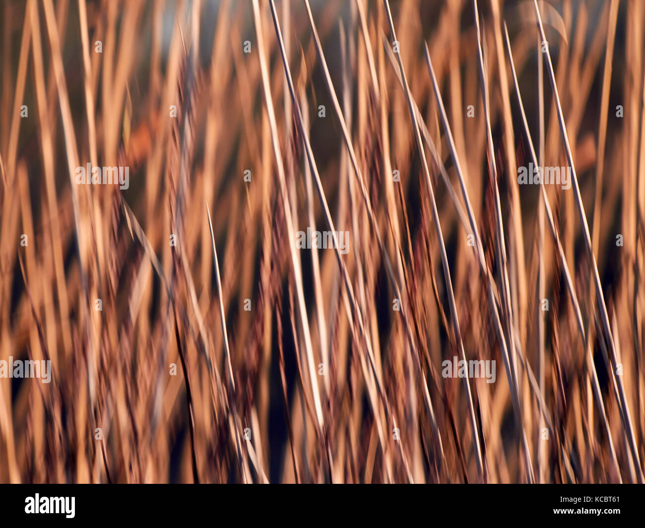 Abstraktes Bild der trockenen Gras, Schilf in der Abendsonne. Stockfoto