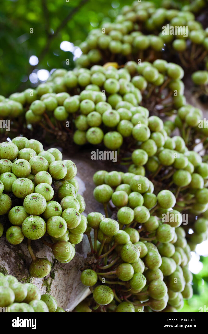 Bunte Feigenbaum (Ficus variegata) Entwicklung von cauliflorous Obst. Cow Bay. Queensland Australien. Stockfoto