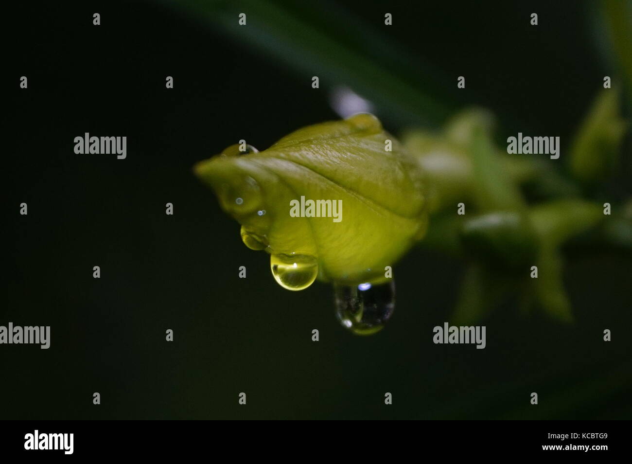 Die Schönheit der gleitenden Regentropfen über Goldene Trompete Bud. Stockfoto