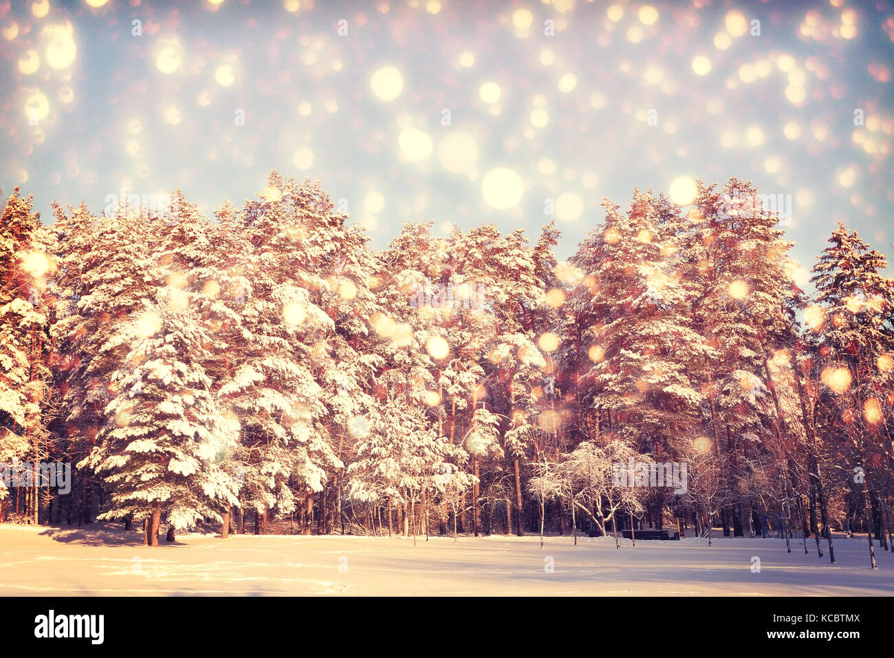 Bunte Weihnachten Hintergrund. fairytale Schneefall im verschneiten Wald. Kiefern mit weißen Schnee im frostigen Weihnachten Morgen. Stockfoto