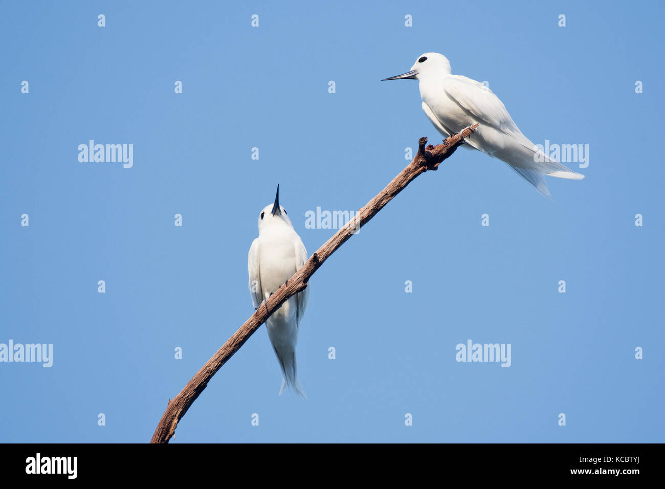 Weiß terns (gygis alba), Cousin Island, Seychellen Stockfoto