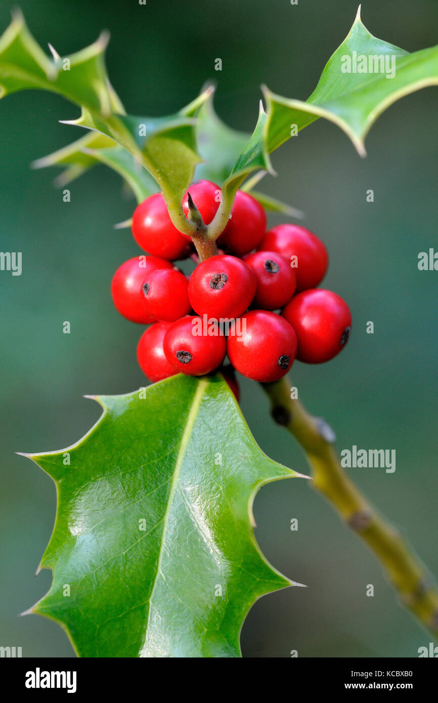 Stechpalme (Ilex Aquifolium), rote Frucht, Nordrhein - Westfalen,  Deutschland Stockfotografie - Alamy