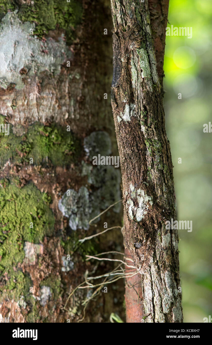 Dank Färbung und haut Fransen entlang der Kiefer und Körper perfekt getarnt leaftail Gecko (Uroplatus sikorae) Kopf sitzt Stockfoto