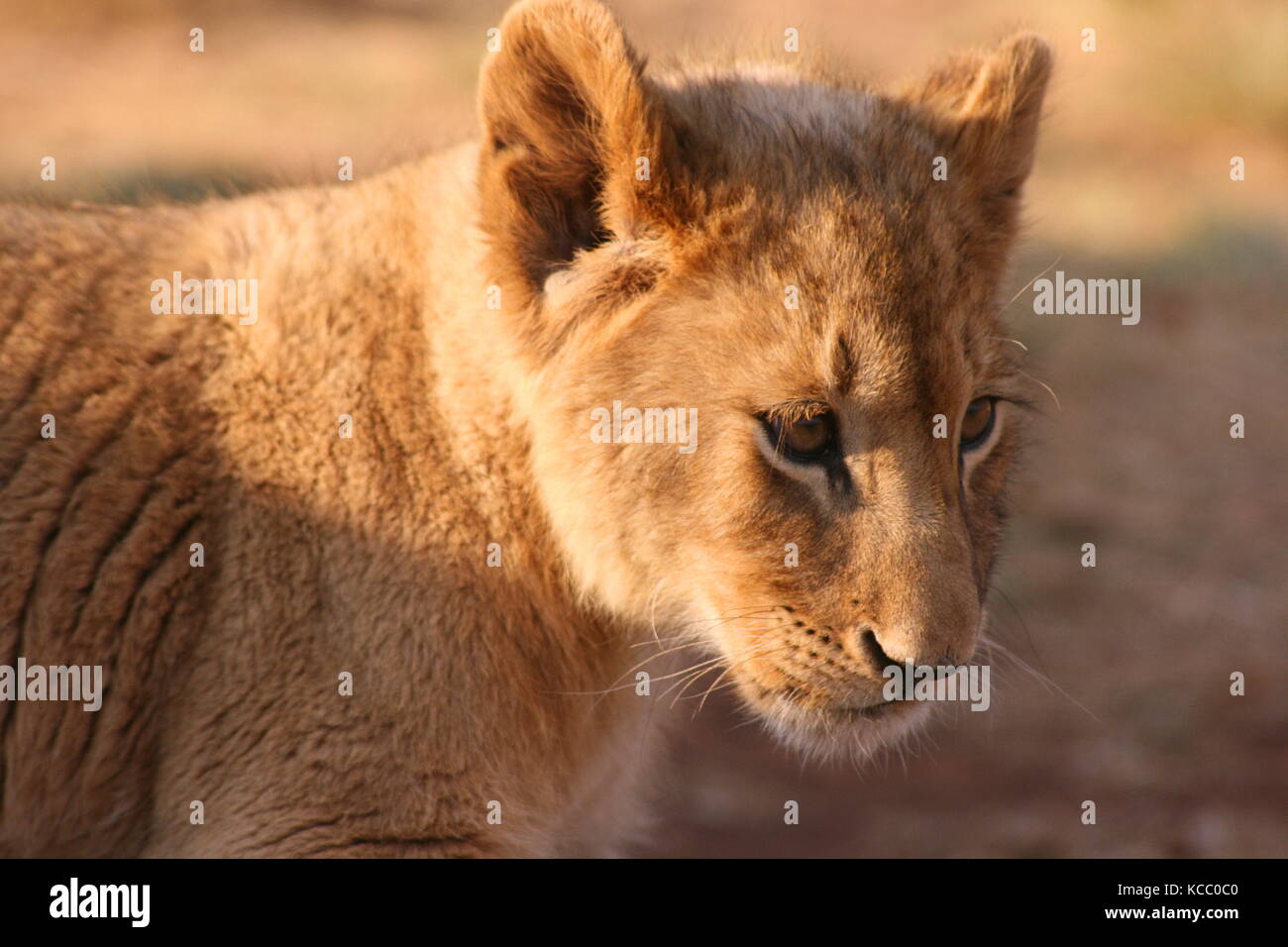 Lion cub Portrait in der Provinz Gauteng, Südafrika Stockfoto