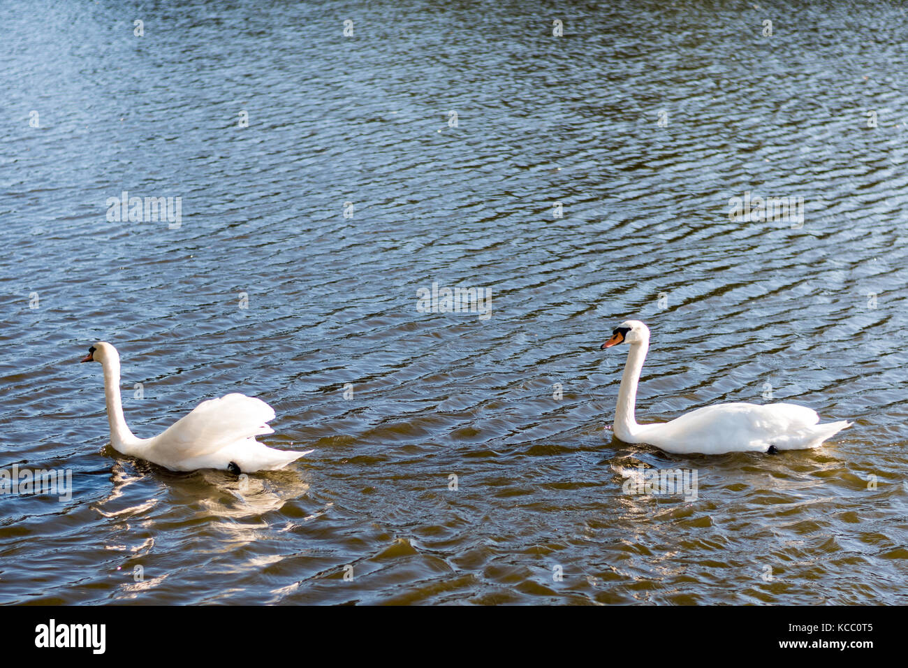Schönen wilden Schwäne schwimmen in einem See. Reine weiße Federn, Wellen auf der Wasseroberfläche. Stockfoto