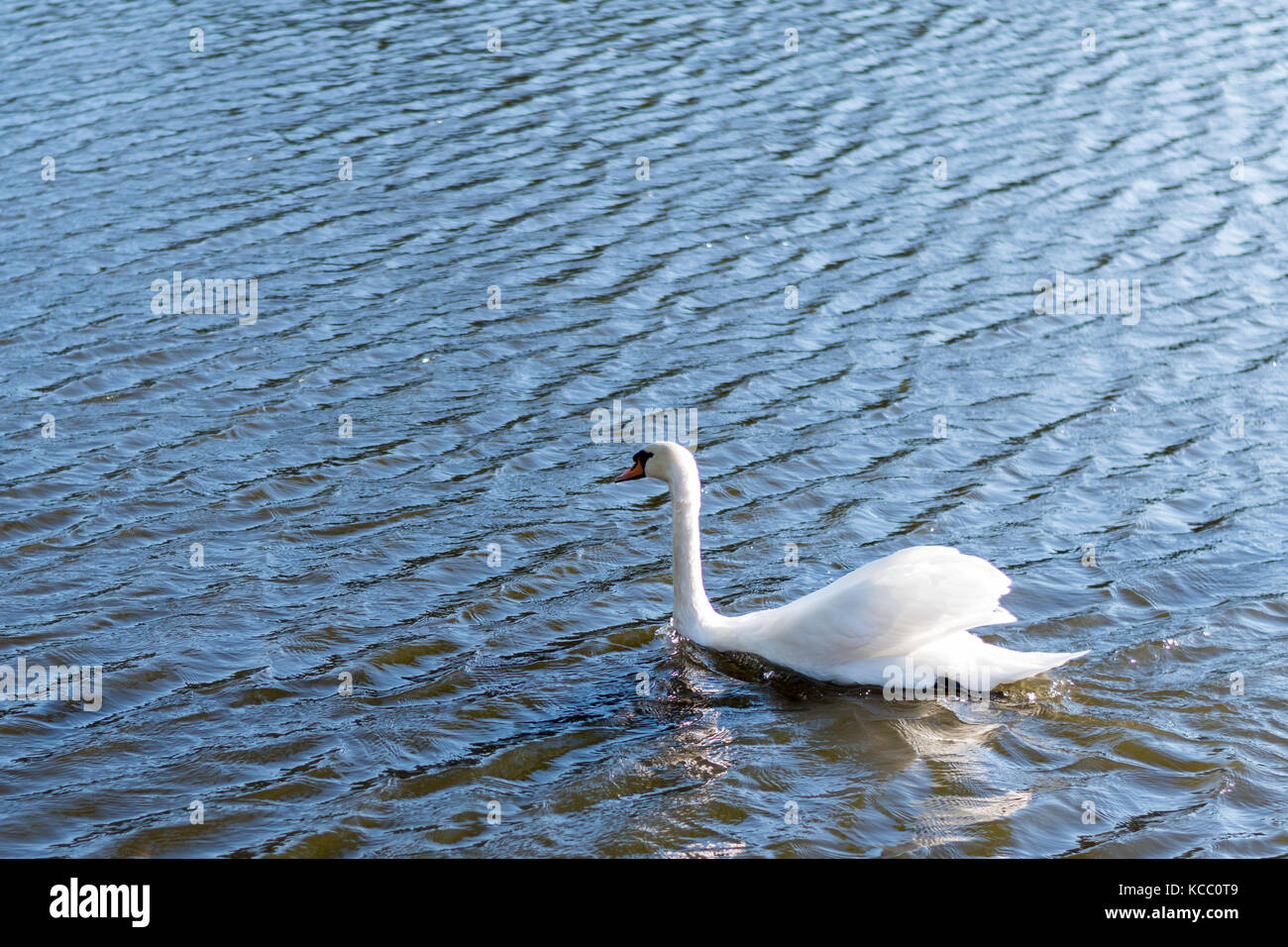 Schönen wilden Schwan Schwimmen in einem See. Reine weiße Federn, Wellen auf der Wasseroberfläche. Stockfoto