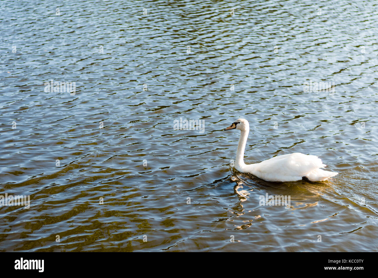 Schönen wilden Schwan Schwimmen in einem See. Reine weiße Federn, Wellen auf der Wasseroberfläche. Stockfoto