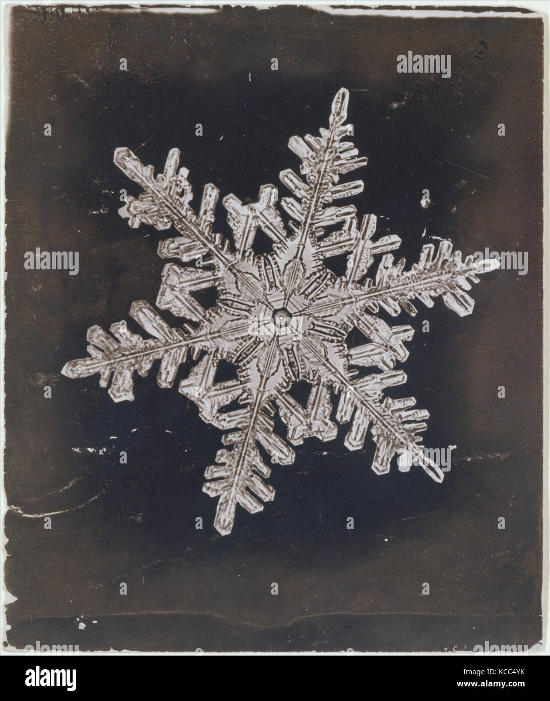 Snow Crystal, Ca. 1910, Silbergelatineabzug, Bild: 7,4 x 9 cm (2 15/16 x 3 9/16 in.), Fotografien, Wilson Alwyn Bentley Stockfoto
