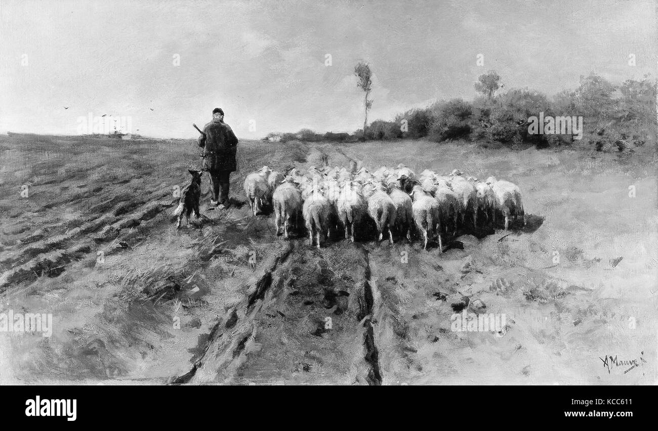 Die Rückkehr zum Falten, Öl auf Leinwand, 19 3/4 x 33 7/8 in. (50,2 x 86 cm), Gemälde, Anton Mauve (Niederländisch, Zaandam, 1838 - 1888 Stockfoto