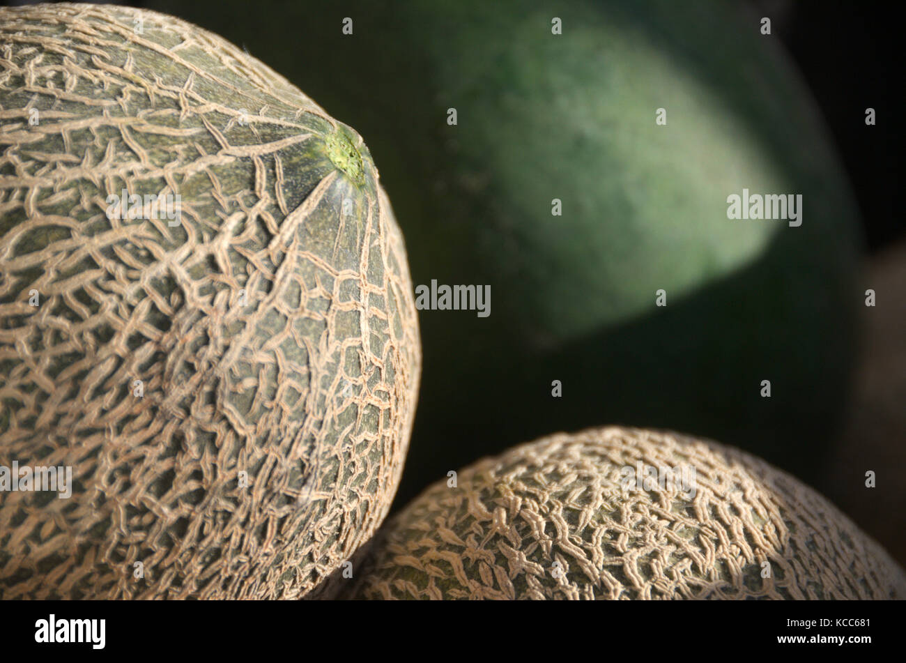 Cantaloupe Honig Süße Melone Bauern Markt Frisches Bio-Obst Gemüse Stockfoto