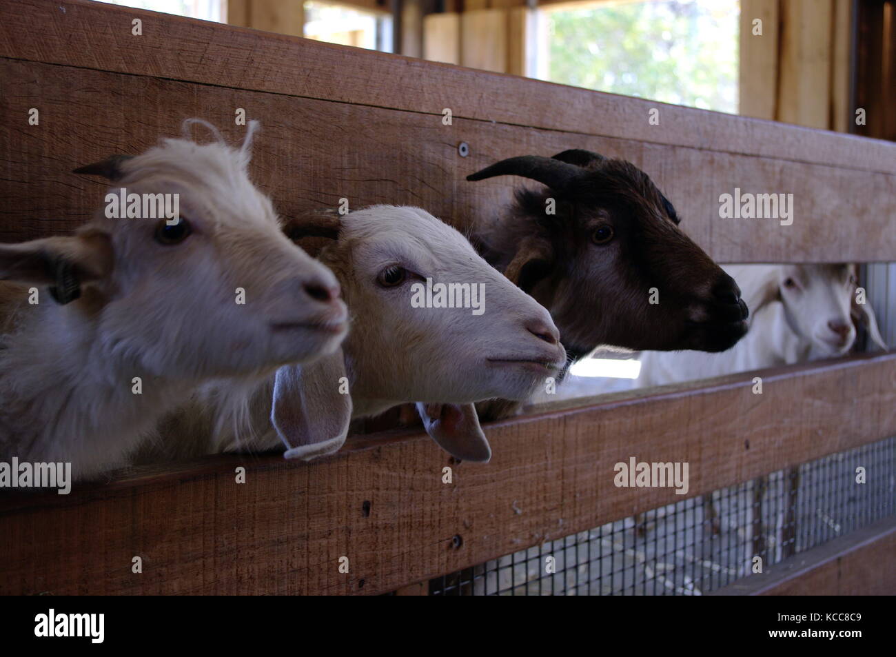 Ziegen bereit in Sydney Zoo zu essen Stockfoto