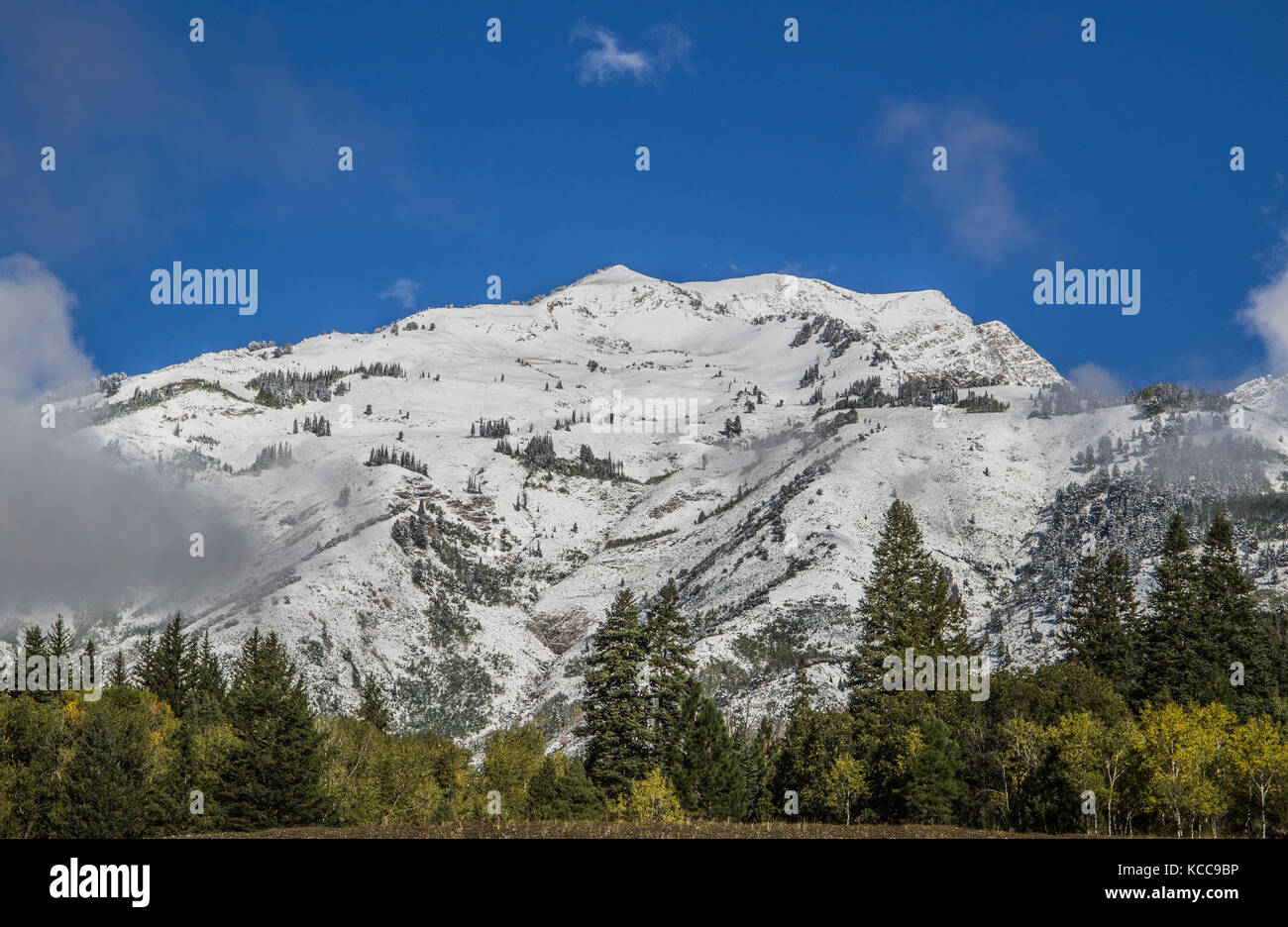Die schneebedeckten Berge, die von dem dunklen Grün verstärkt wurde, Pinien und Farben des Herbstes, die im Vordergrund waren. in American Fork Canyon berücksichtigt. Stockfoto