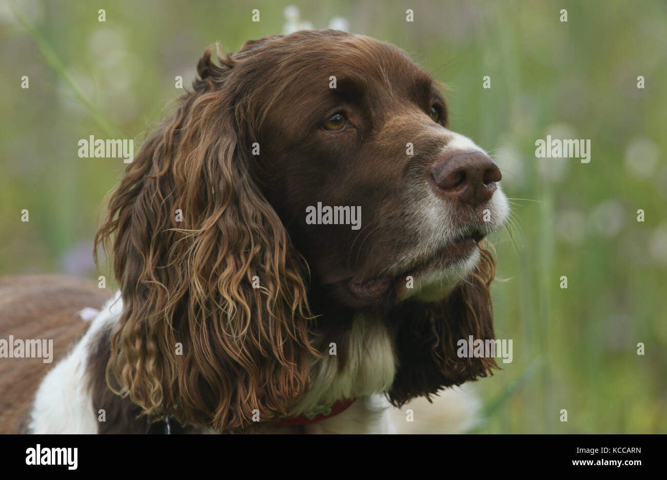 Ein Kopf eines süßen English Springer Spaniel hund (Canis Lupus Familiaris). Stockfoto