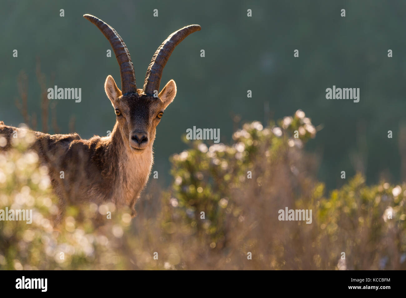 Porträt einer Ziege unter Vegetation im Montserrat-gebirge Stockfoto