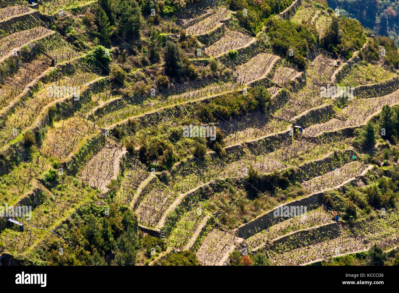 Kultivierungen in Terrasse, Corniglia, Ligurien, Italien Stockfoto