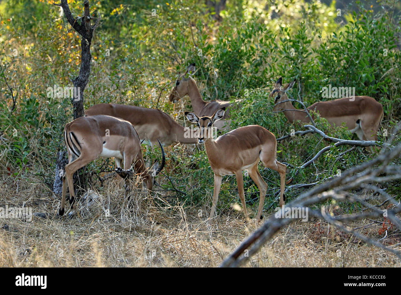 Antilopen im Krüger National Park, Südafrika Stockfoto