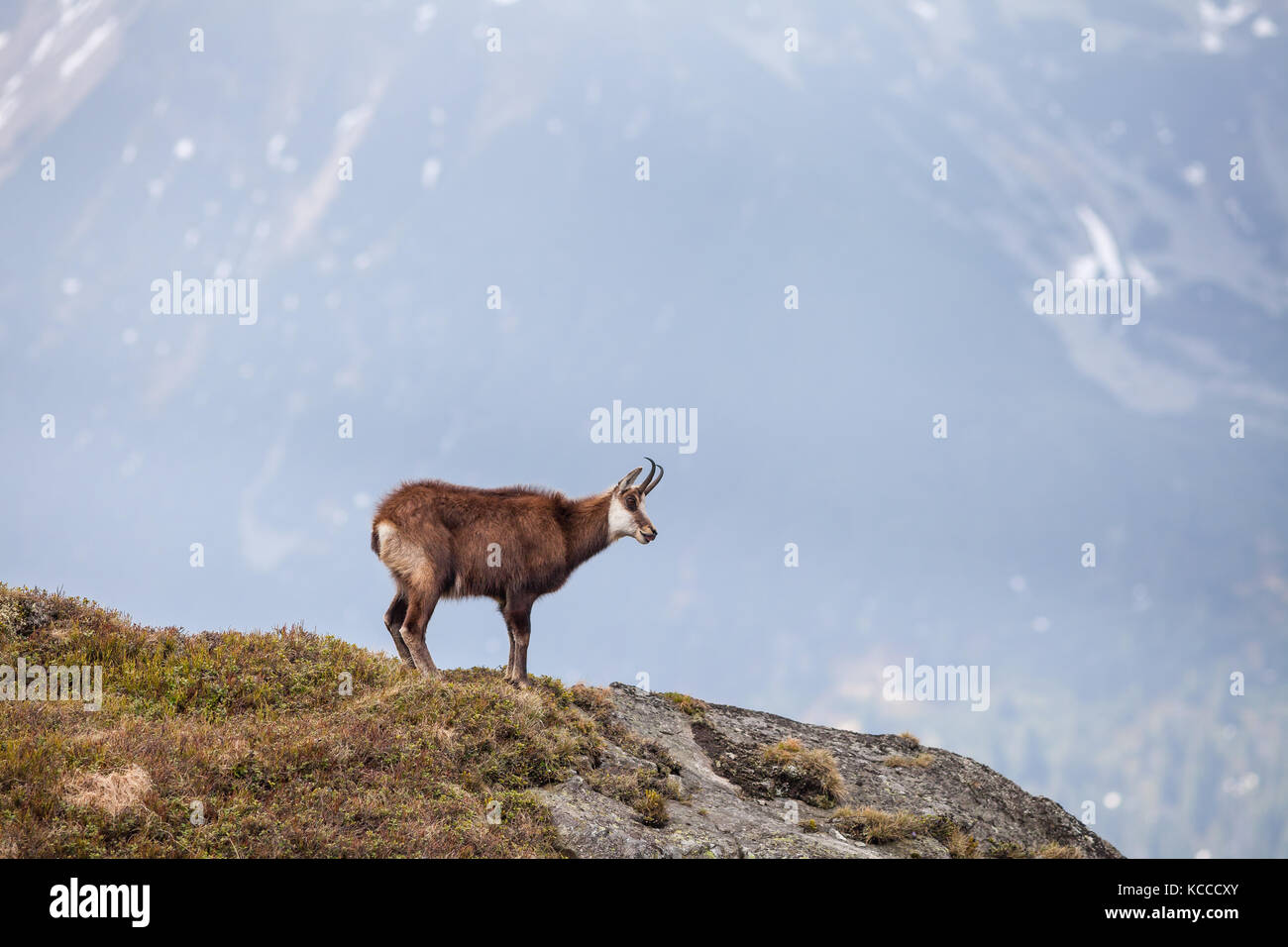 Gämsen in der Hohen Tatra Nationalpark Stockfoto