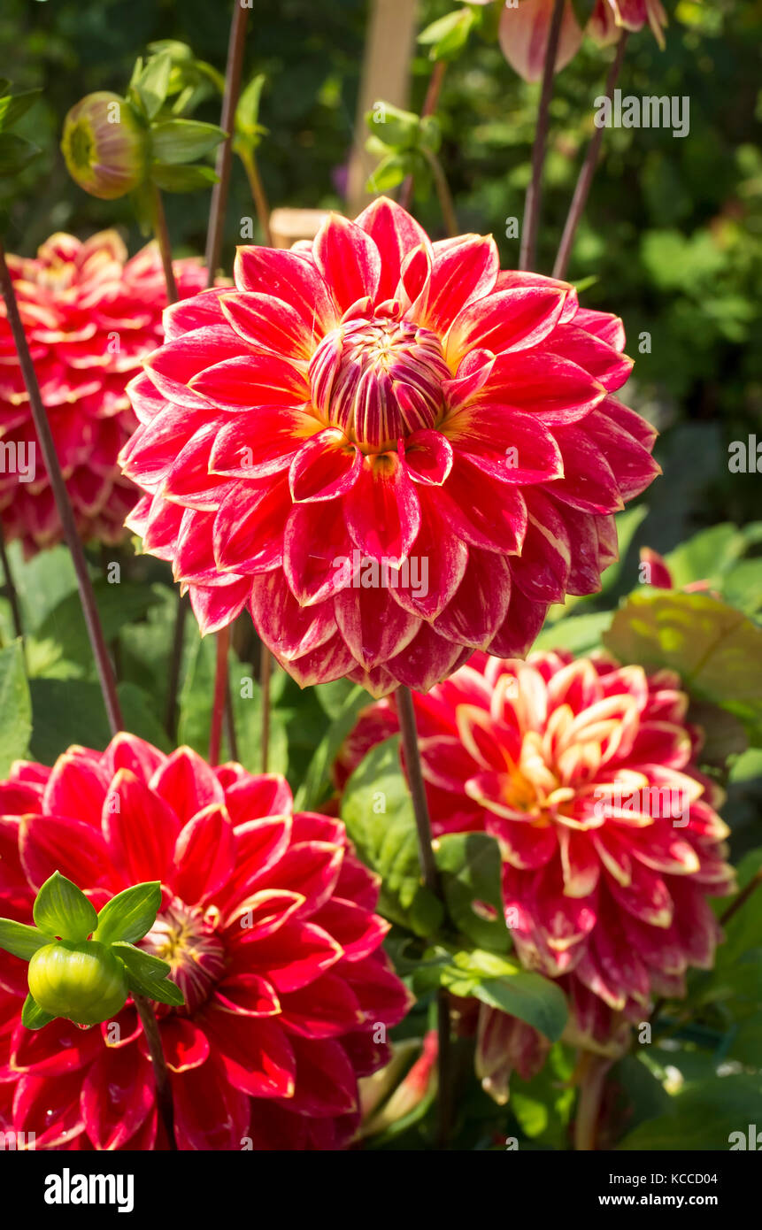 Dekorative Dahlie Herr Optimist Blüte in Großbritannien Stockfoto