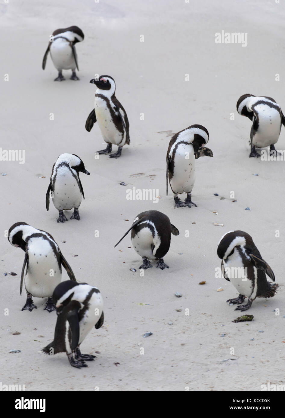 Afrikanische Pinguine (Jackass Pinguine) am Boulders Beach, Simon's Town, Cape Town, Western Cape, Südafrika Stockfoto